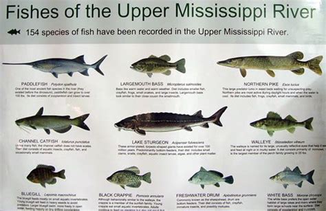 Fish of the Mississippi River .